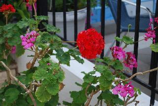 Hotel Renia (economy)