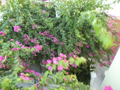Apartamento Alkyon Hotel