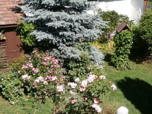 Hostal Apartman R�chegy