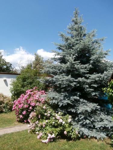 Hostal Apartman R�chegy