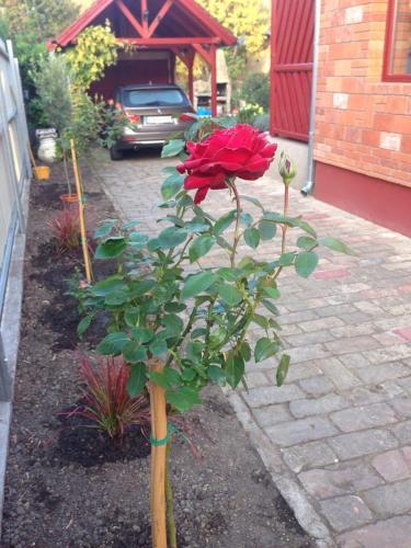 Mg Apartmanh�z