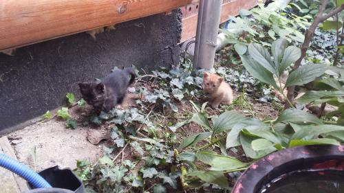 Leg�nyi Apartmanh�z