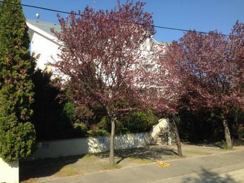 Bed & Breakfast Belle Fleur Panzio