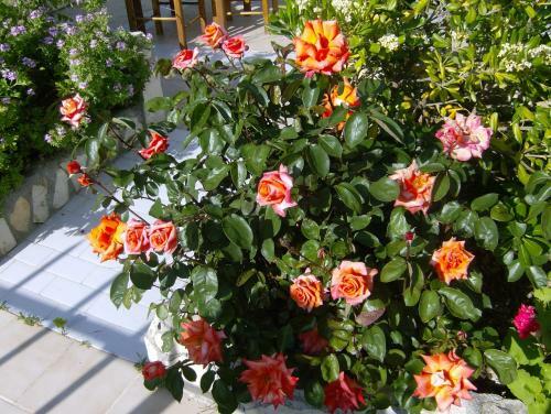 Hostal Villa Costas - Popi