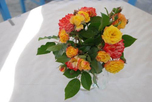 Socrates Apartmens & Restaurant