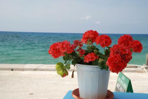 Socrates Apartmens & Restaurant