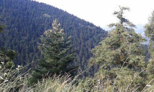 Hostal Archontiko Nikolopoulou