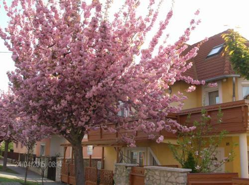 Hostal Zsuzsanna H�z