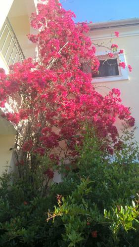 Apartamento Salvanos Residence