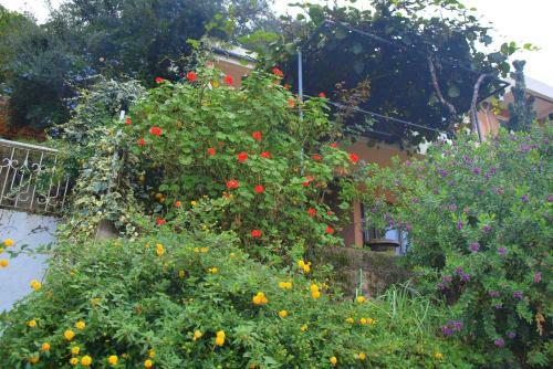 Hostal Guest House Villa Jovana