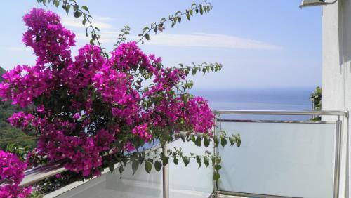 Hostal Guesthouse Villa Tortuga