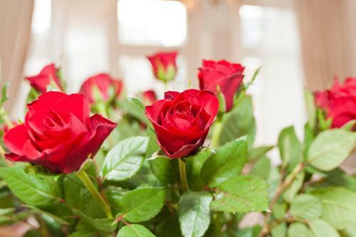 B&B La Vie En Rose Amsterdam Centre