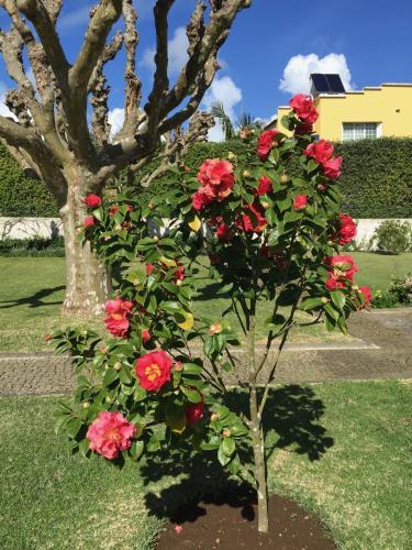 Apartamento Solmar Alojamentos Garden