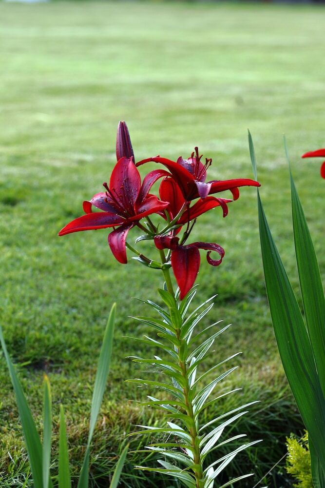 Bed & Breakfast Westlands Of Pitlochry