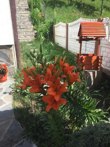 Hostal Pensiunea Rustic