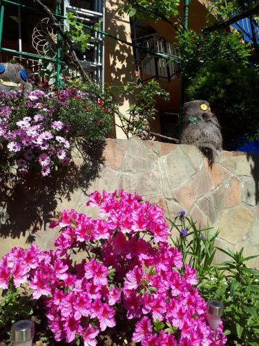 Hostal Aelita Guest House