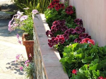 Hotel That's Amore Cilento Country House