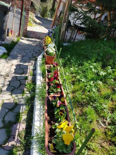 Hostal Pension Bran Ioana