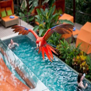Nayara Hotel Spa & Gardens