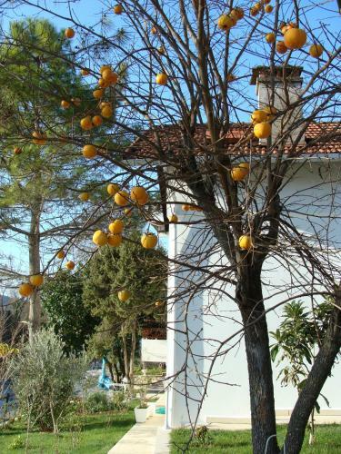 Hotel Beyaz Ev Agva - Adult Only +15
