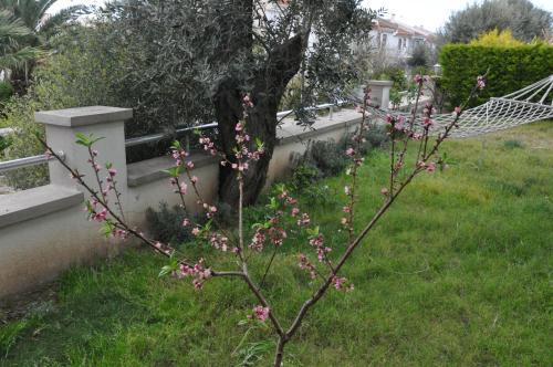 Bed & Breakfast Alapietra Hotel