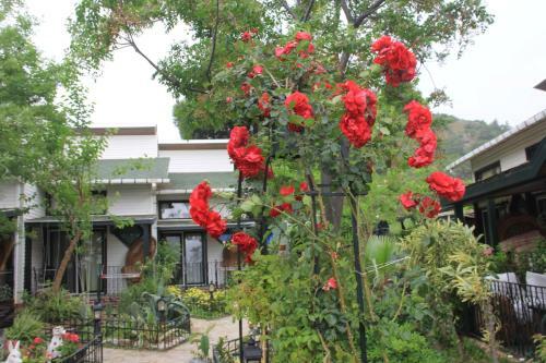 Hotel Beachwood Villas