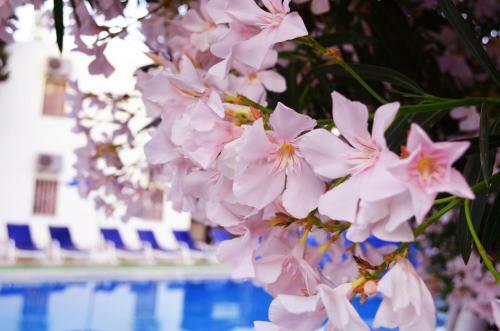 Ali Baba Hotel G�mbet
