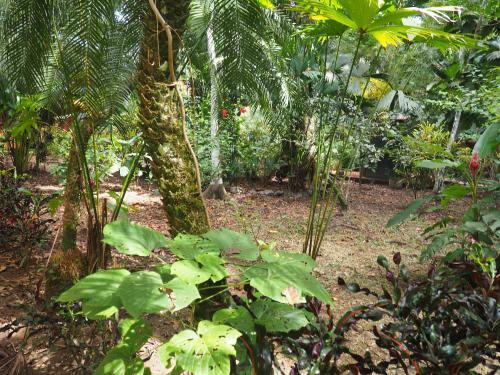 Bed & Breakfast Cabinas Punta Uva