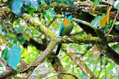 Cloud Forest Lodge