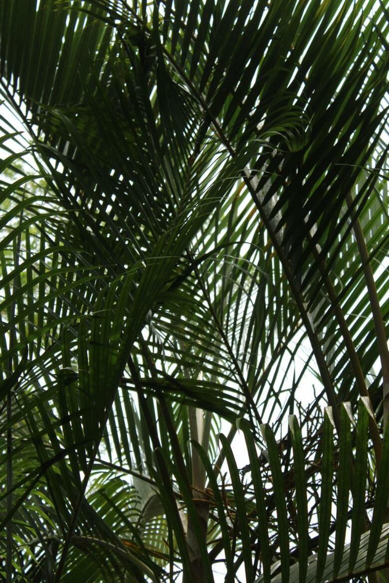 Hotel Cabinas Tortuguero