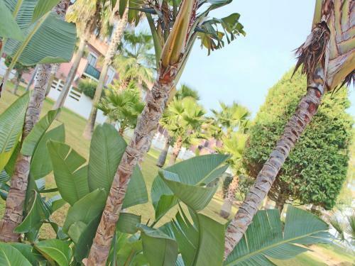 Apartamento Duplex La Barrosa