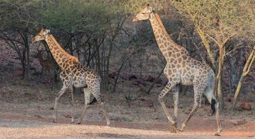 Arotin Game Lodge
