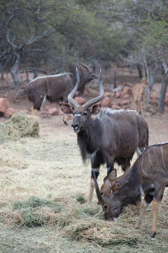 Arotin Game Lodge