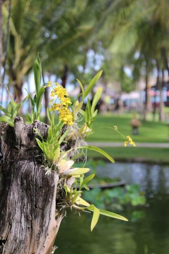 Hotel Seahorse Resort & Spa