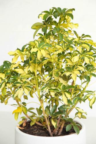 Hostal Son Tra Guesthouse