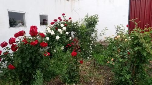 Hostal Guest House Krasnii Zvetok