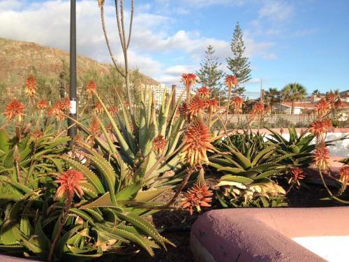 Apartamento Orlando Costa Adeje