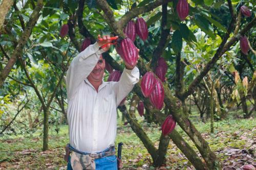 Finca Amistad Cacao Lodge