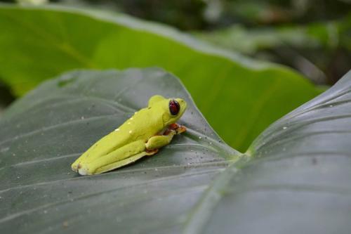 Pura Vida In Costa Rica
