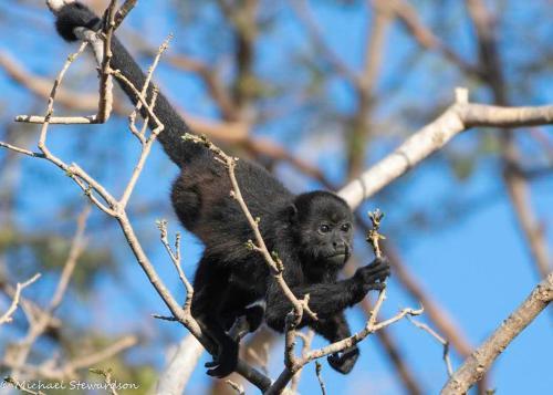 Las Quintas Monkey Lookout & Rural House