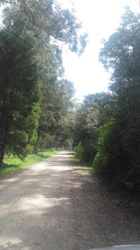Sue�o Del Bosque