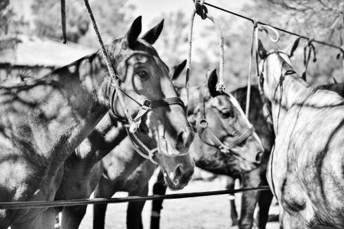 Agroturismo Estancia La Violeta