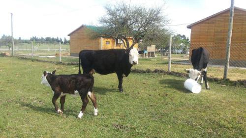 Lodge Caba�as Aires De Campos