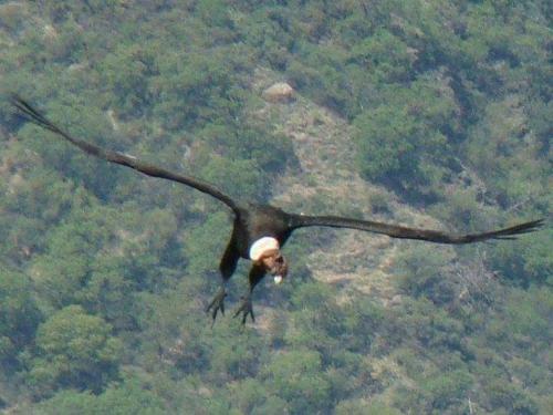 Lodge Caba�as La Mazamorra