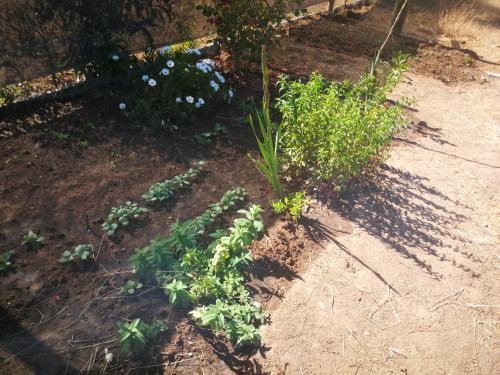Apartamento Caba�as Brisas Del Campo Y Mar