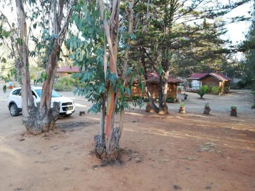 Caba�as A Algarrobo