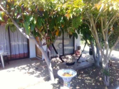 Algarrobo Todo El A�o