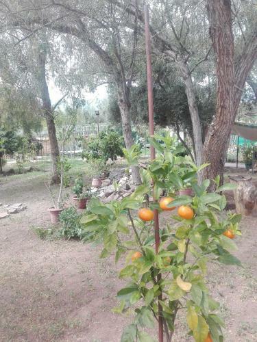 Hostal La Rosa