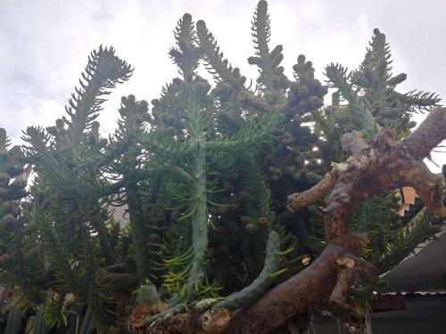 Habitaciones La Playa