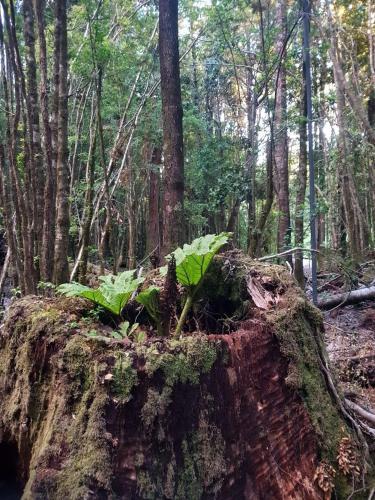 Agroturismo Caba�as El Picaflor